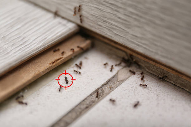 Stockton, MO Pest Control Company