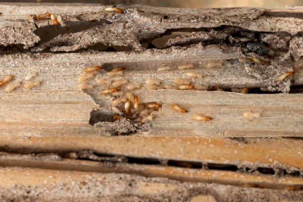 Best Wasp Removal Services  in Stockton, MO